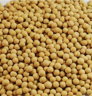 Soybeans Cheap Price Soya Beans Best Selling