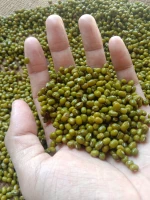 Offering premium quality organic green beans