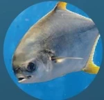 Pompano