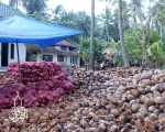 Top Class Husked Coconut  in Good Price
