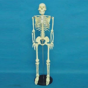 HOT SALE advanced Human skeleton model doll skeleton