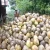 Import Top Class Husked Coconut  in Good Price from Indonesia