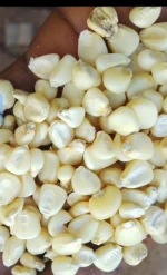 maize white ff gd