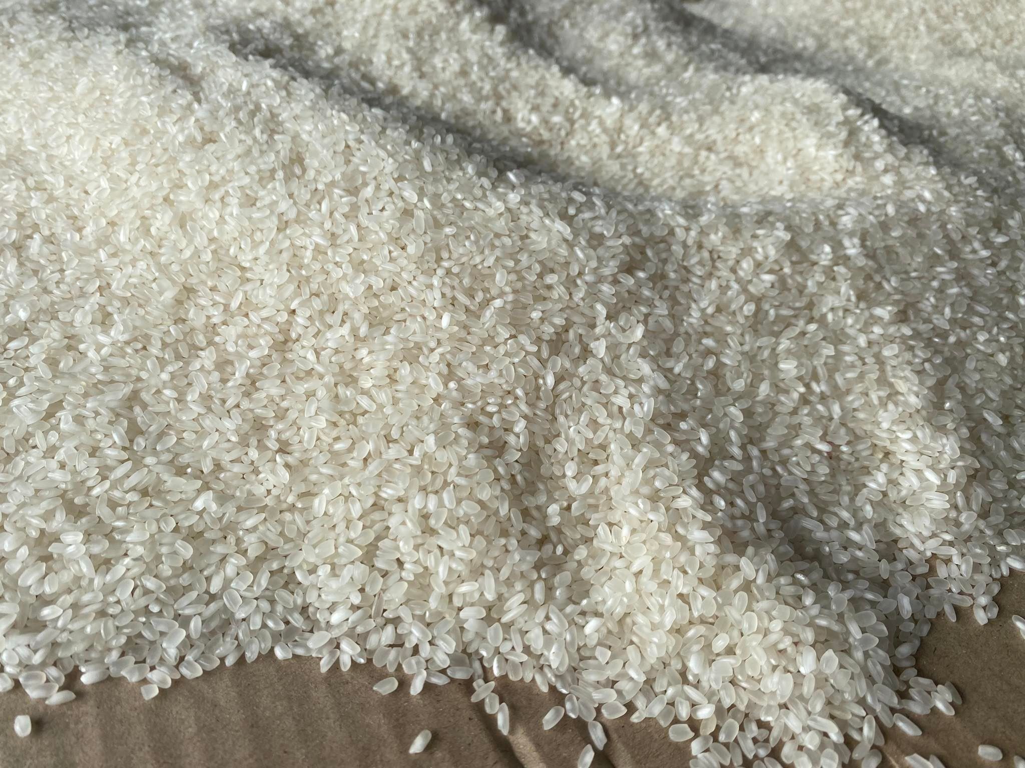 Buy Premium Quality Calrose Rice - Medium Grain Rice from MARIOX ...