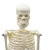 Import Human 45cm Height Skeleton Model With Plastic Base from China