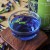 Import 100% natural organic blue flower herbal tea, DRIED BUTTERFLY PEA FLOWER herbs purple flower buds tea from China