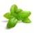 Import 100% Pure Natural Basil Hydrosol from India