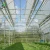 Import 2018 New Product Agricultural/Commercial Plastic Greenhouse from China