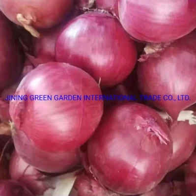 2021 New Fresh Red Onion China Origin, Export New Season Fresh Vegtable Red Onion with Cheap Price