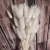 60pcs a bunch Dried Flowers Lagurus Ovatus Dry Rabbit Tail Grass for home decoration