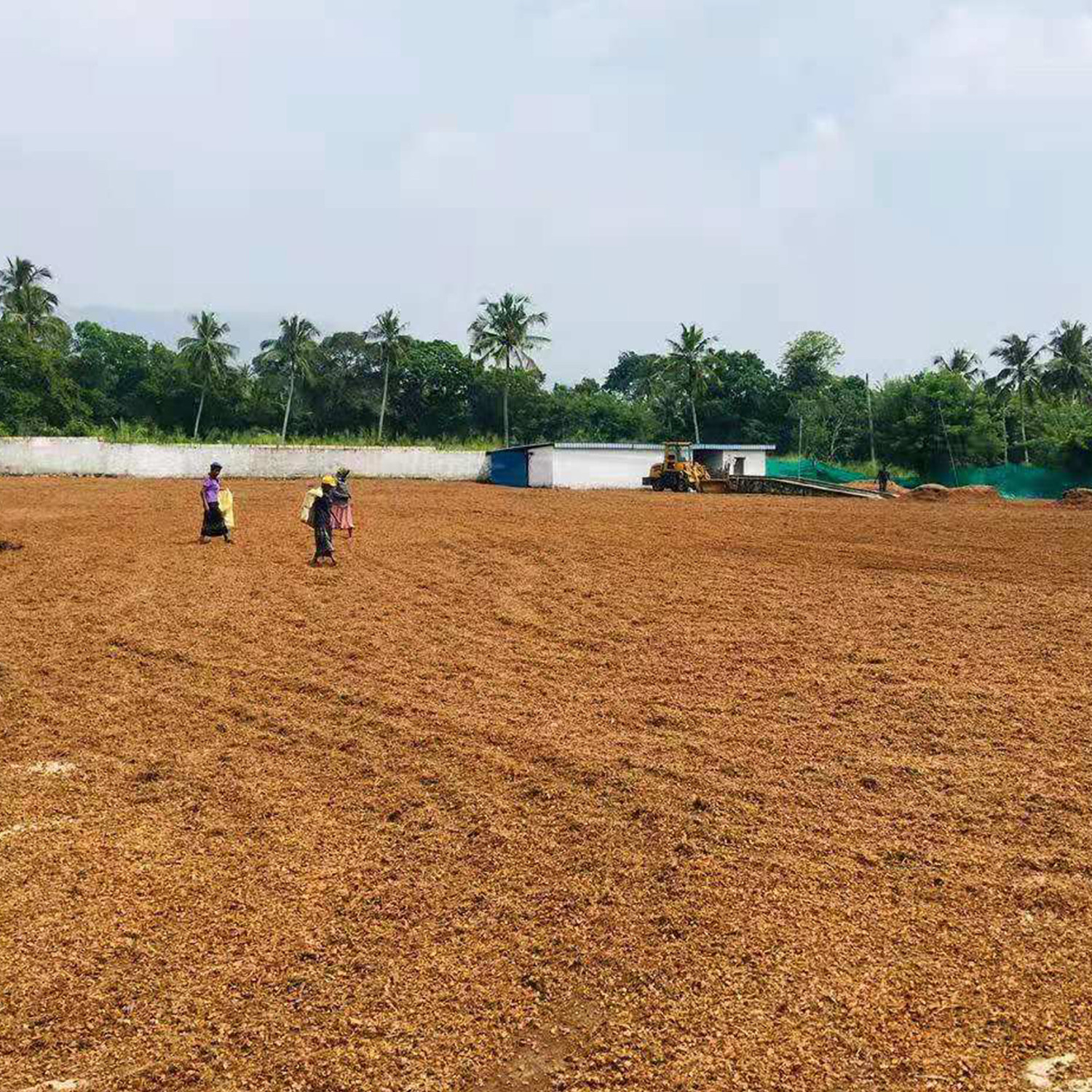 Buy 650g Coco Peat Prices In Sri Lanka Coco Coir Pith Block Cocopeat