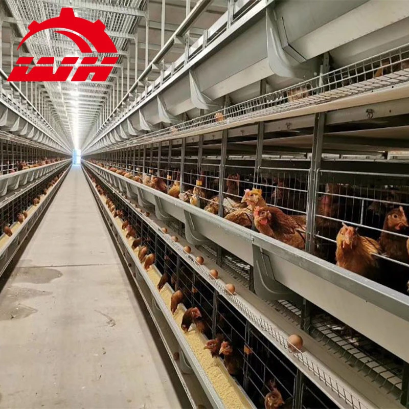 Africa poultry farms automatic chicken layer cage equipment