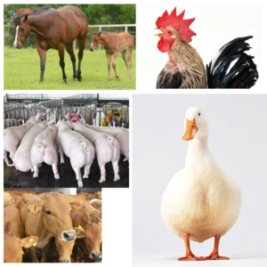 Animal Health Care Broiler Chicken Weight Gain Vitamin for Poultry