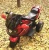 Import baking painted electric kid bike with gear grip from China