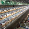 Best Price Poultry Farming Hot Dipped Galvanized Chicken Egg Layer Cages For Sale In Philippines