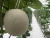 Import Best Quality  Highness Fresh Price Seed Hybrid Fresh Fruit Melon from Thailand