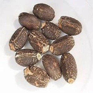 Best Quality Jatropha Seeds for sale with low price from Gabon