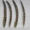 Best Selling Brazil Silver Pheasant Feathers Natural Color In Hefei