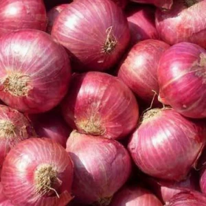 Best selling fresh red onion in Vietnamese new crop