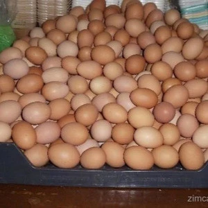 Broiler Hatching Eggs Cobb 500 and Ross 308 / chicken ross / broiler chicken eggs for