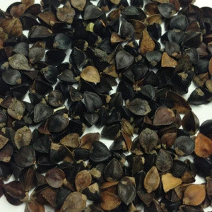 Buckwheat Seed - (Natural)