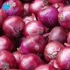 Chinese cheap good fresh onion/onion seeds/
