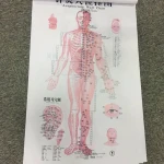 Chinese medical Acupuncture Charts points