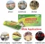 Import Cockroach sticky trap MOQ:10pcs/set US local express cockroach glue house for Roach for Ants Spiders Crickets from China