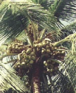 Coconut Plants Available...