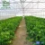Import Wide Area Commercial Crops, Vegetables, Tomatoes, Strawberry Greenhouse from China