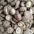 Import Cultivation Bag Bulk Dehydrated Dried Shitake Mushroom Natural Organic Shitake Mushroom Spawn Bags from China