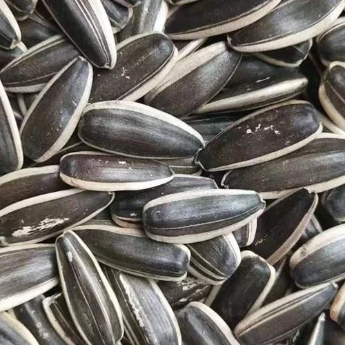 Different type sunflower seeds 361/363/601/5009 raw snack seeds sunflwer