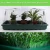 Import Durable Seed Germination Vegetable Plant Plastic Tray Seed Starting Cover With Dome 1020 Trays from China