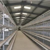 Environmentally Friendly High Quality Automated Quail Breeding Cage