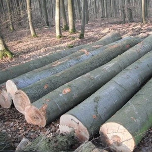 European Beech Round Logs