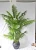Import Evergreen man-made ornamental potted plant for sale from China