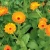 Import Fresh Calendula Carrier Oil at 100% Purity with Amazing Benefits & Uses from India