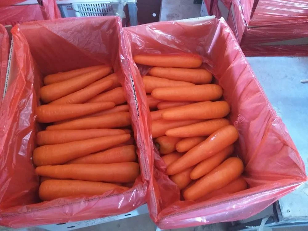 fresh carrot to dubai