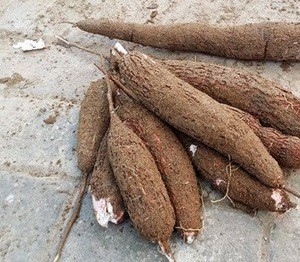 Fresh Cassava / Tapioca / Manioc / Yucca Roots / Casabe Export  From South Africa