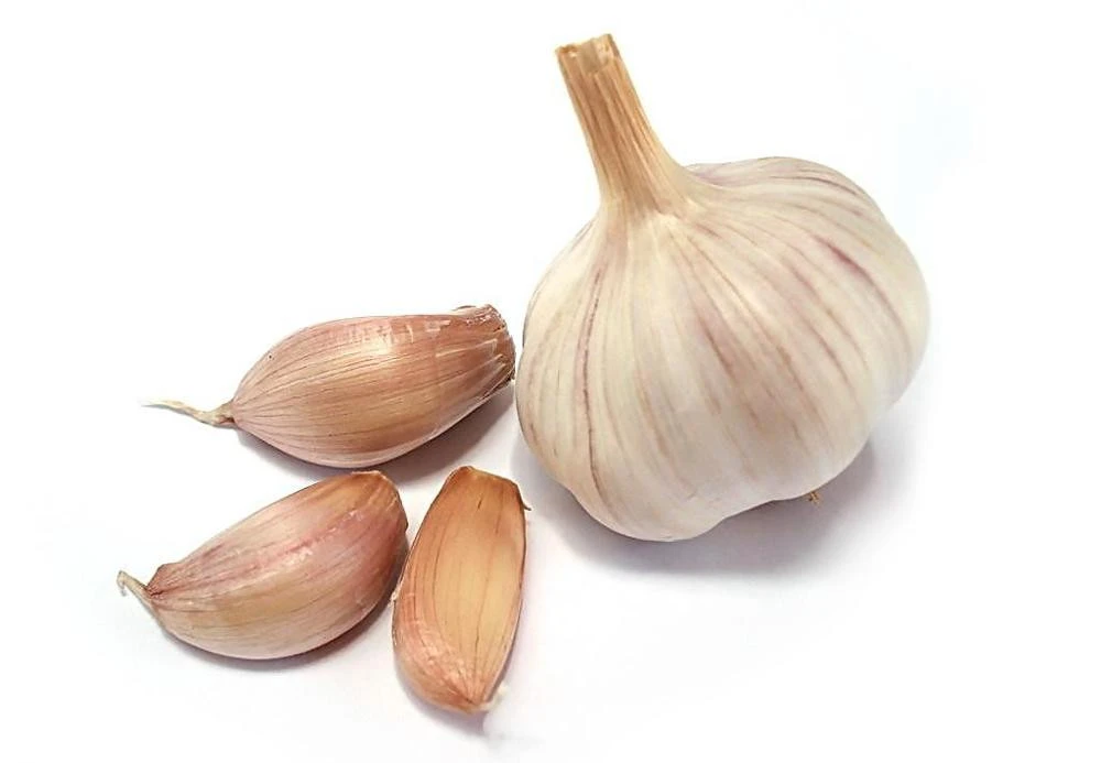 fresh chinese pure white garlic import china garlic good farmer garlic