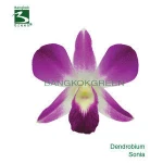 Fresh Dendrobium Sonia Orchid Cut Flower From Thailand