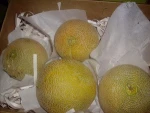 Fresh egyptian Melons high quality Class 1