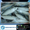 Fresh Frozen Seafood Mackerel Tin Fish