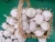 Import fresh garlic,white garlic from China
