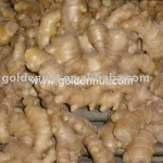 Fresh ginger