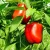 Import Fresh Green Bell Pepper / Fresh Capsicum from USA