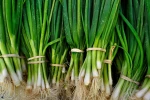 Fresh Green Onions Long Onion for Sale  (VietNam) - Sunfruit
