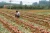Import Fresh Onion from China