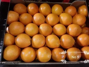 Fresh Orange Navel and Valencia fresh citrus fruits