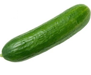 Fresh South Africa cucumber